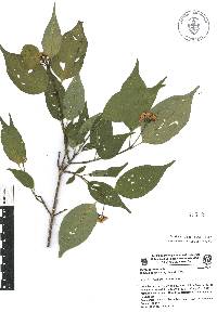 Cornus excelsa image