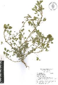 Medicago polymorpha image