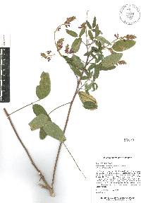 Desmodium canaliculatum image