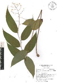 Maianthemum paniculatum image