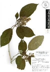 Miconia oligotricha image