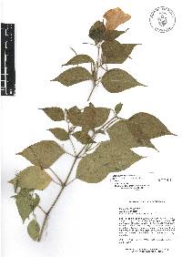 Ruellia pringlei image