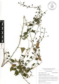 Maurandya barclayana image