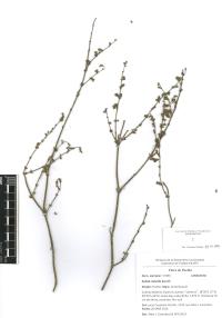 Salvia misella image