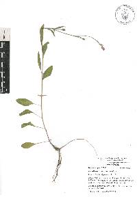 Oenothera rosea image