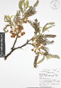 Acacia pennatula image