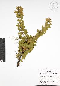 Vachellia bilimekii image