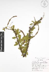 Vachellia bilimekii image