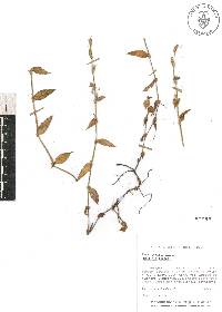 Callisia repens image