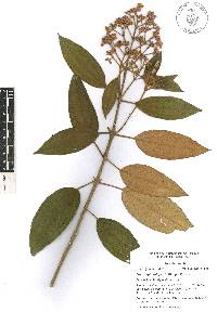 Miconia xalapensis image