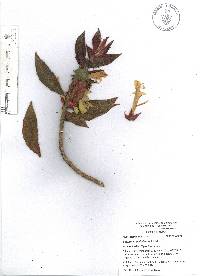 Columnea schiedeana image