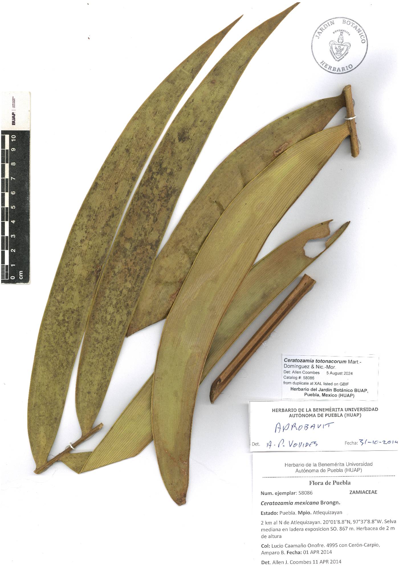 Ceratozamia totonacorum image