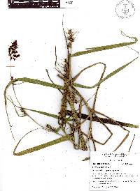 Scleria bracteata image