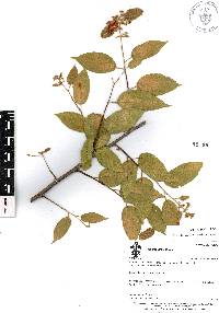 Guazuma ulmifolia image