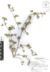 Medicago polymorpha image