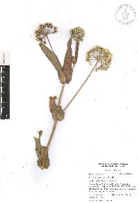 Asclepias glaucescens image