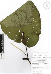 Piper auritum image
