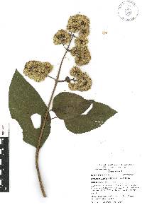 Critonia morifolia image