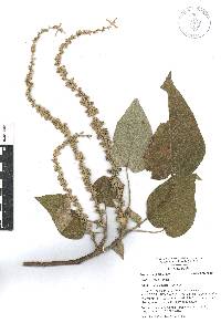 Croton draco image