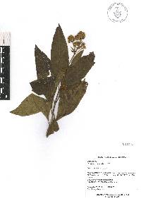 Critonia daleoides image