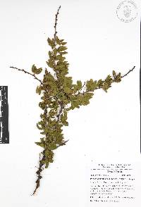 Vachellia bilimekii image