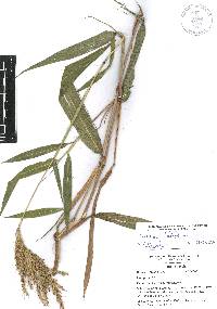 Ischaemum latifolium image