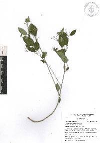 Euphorbia graminea image