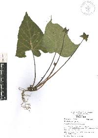 Dorstenia contrajerva image