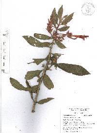 Columnea schiedeana image