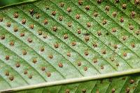 Niphidium crassifolium image