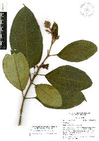 Miconia subhirsuta image