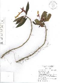 Columnea schiedeana image