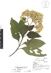 Critonia morifolia image