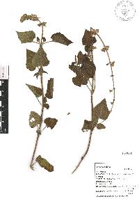 Salvia amarissima image