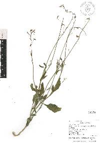 Lobelia berlandieri image