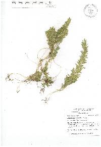 Selaginella stenophylla image