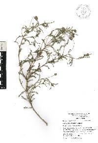 Dalea foliolosa image