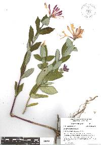 Lonicera caprifolium image