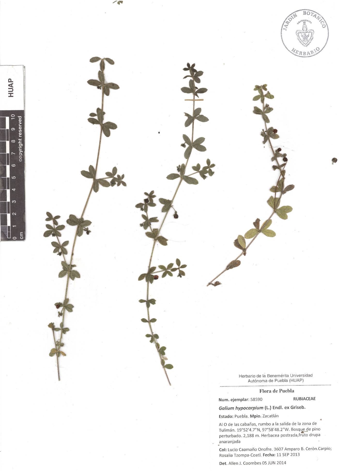 Galium hypocarpium image