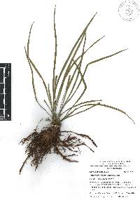 Vittaria flavicosta image