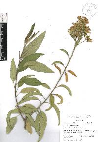 Cestrum thyrsoideum image