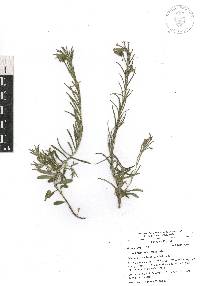 Lithospermum strictum image