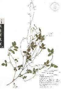 Desmodium neomexicanum image