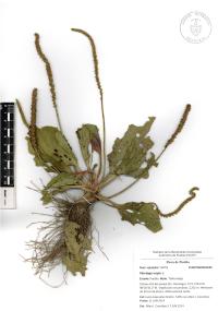 Plantago major image