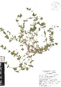 Lysimachia arvensis image