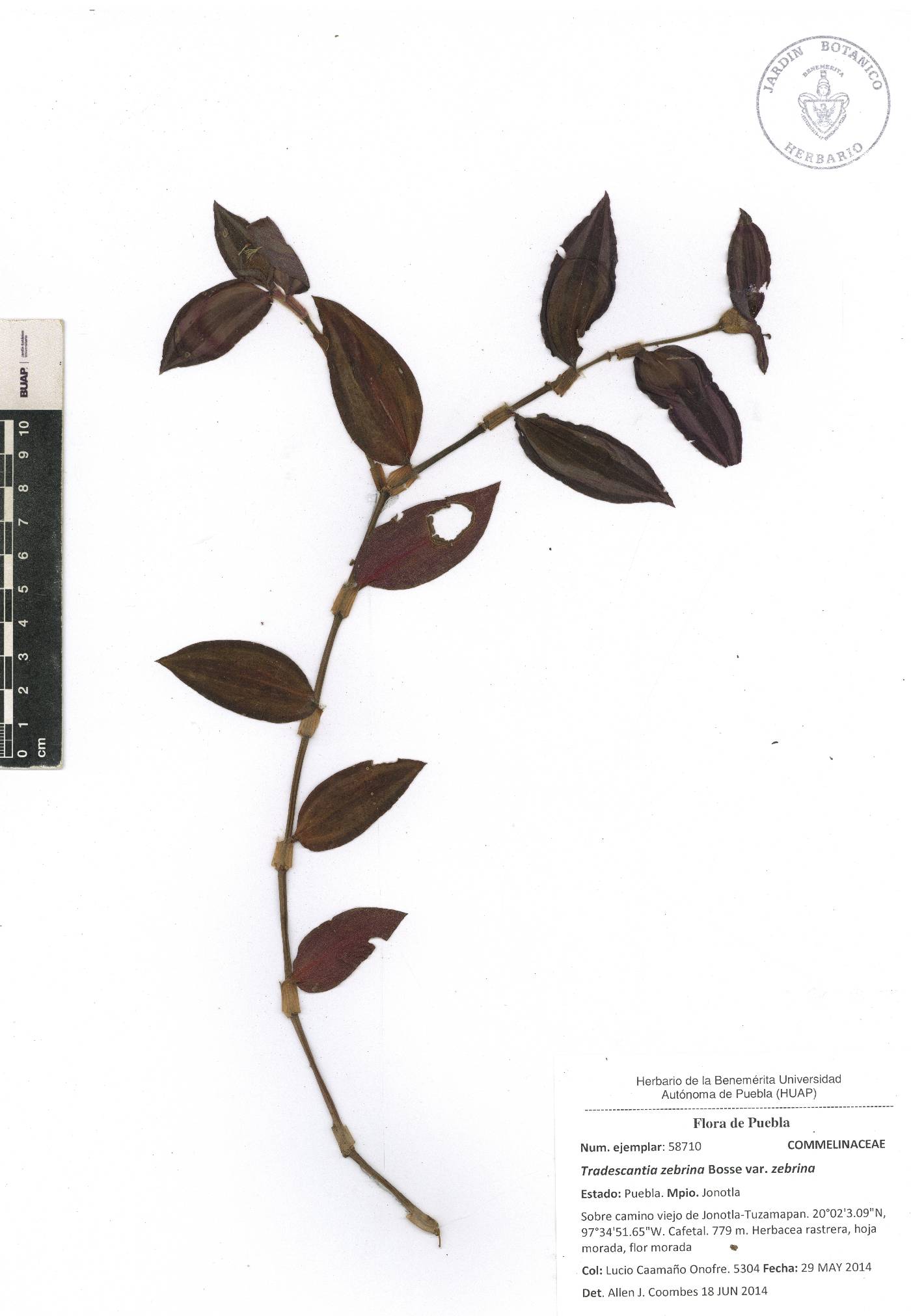 Tradescantia zebrina var. zebrina image