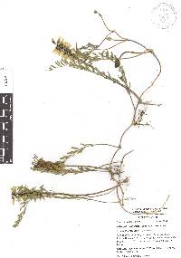 Astragalus radicans var. radicans image