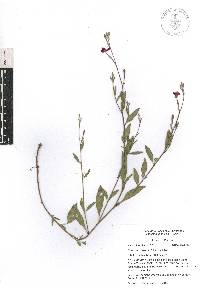 Oenothera rosea image