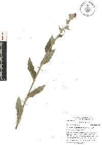 Tradescantia crassifolia image