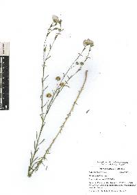 Linum usitatissimum image